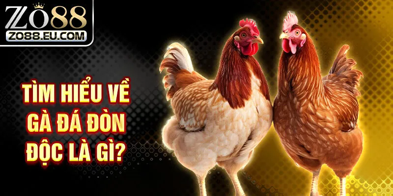 Tìm hiểu về gà đá đòn độc là gì?